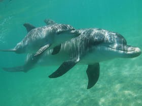 Dolphin Discovery Centre, Bunbury, Western Australia