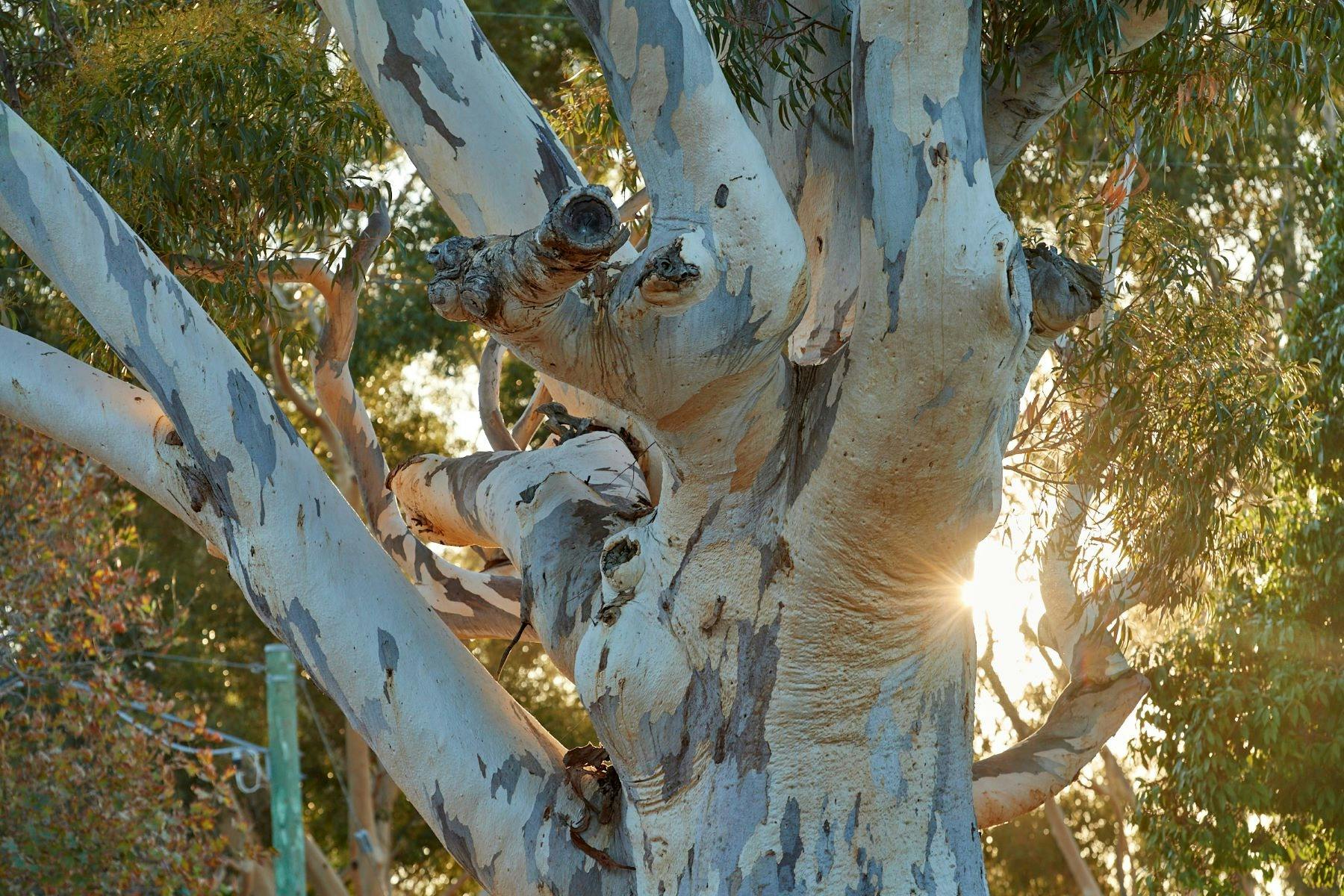 Sugar Gums of Stirling Square Guildford