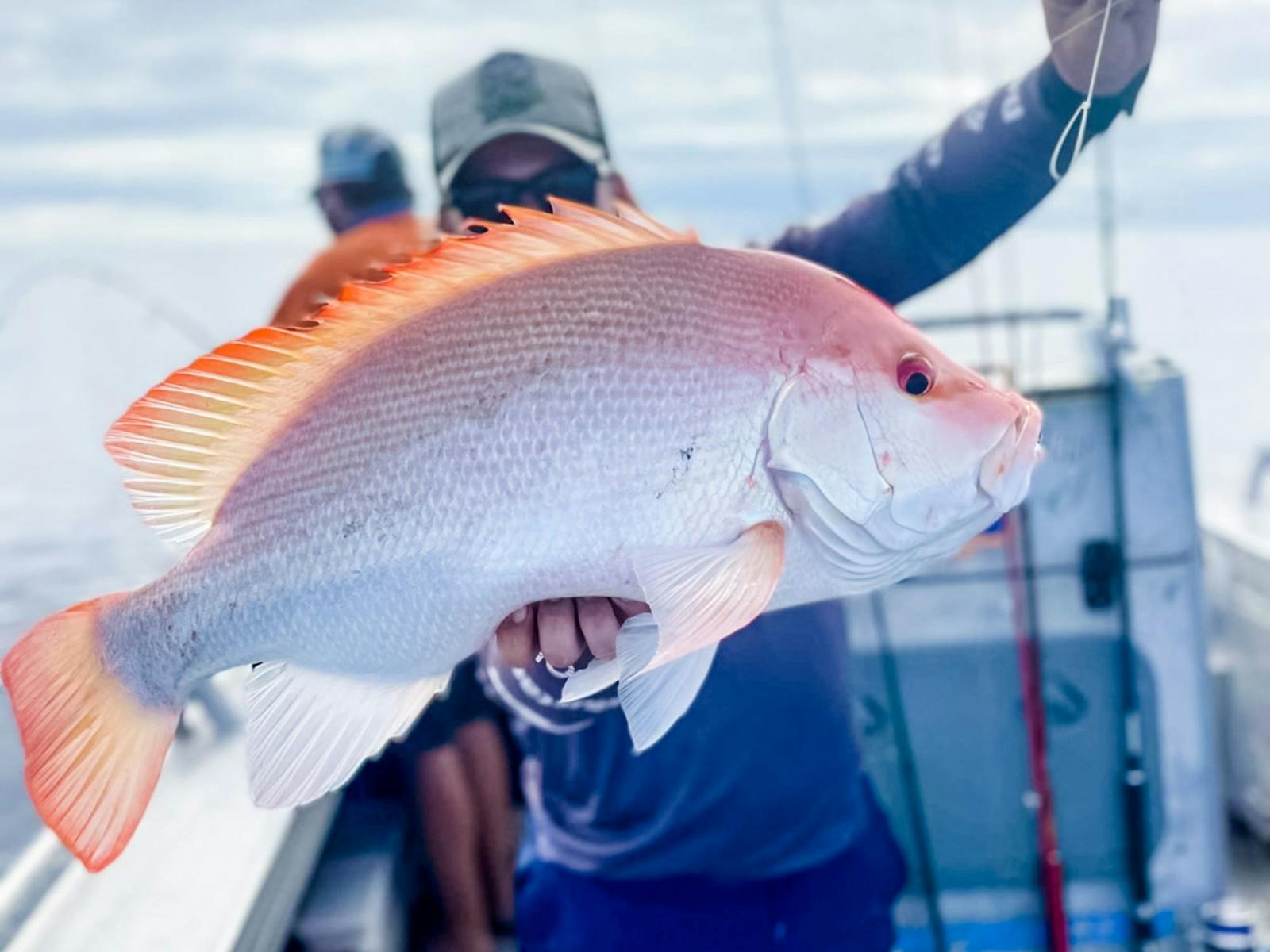 Large Mouth Nannygai