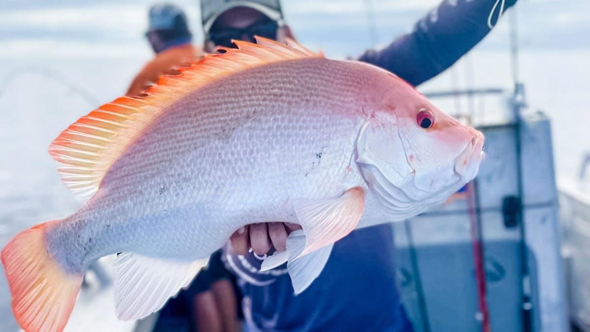 Large Mouth Nannygai