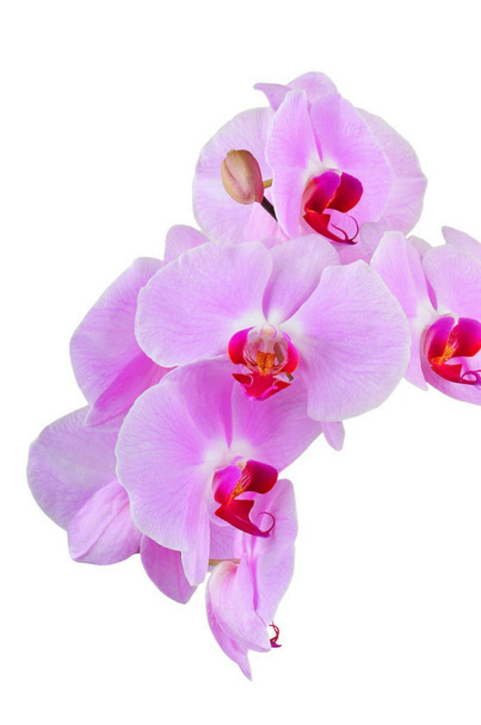Spring Orchid Show at Millicent