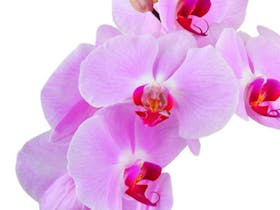 Spring Orchid Show at Millicent