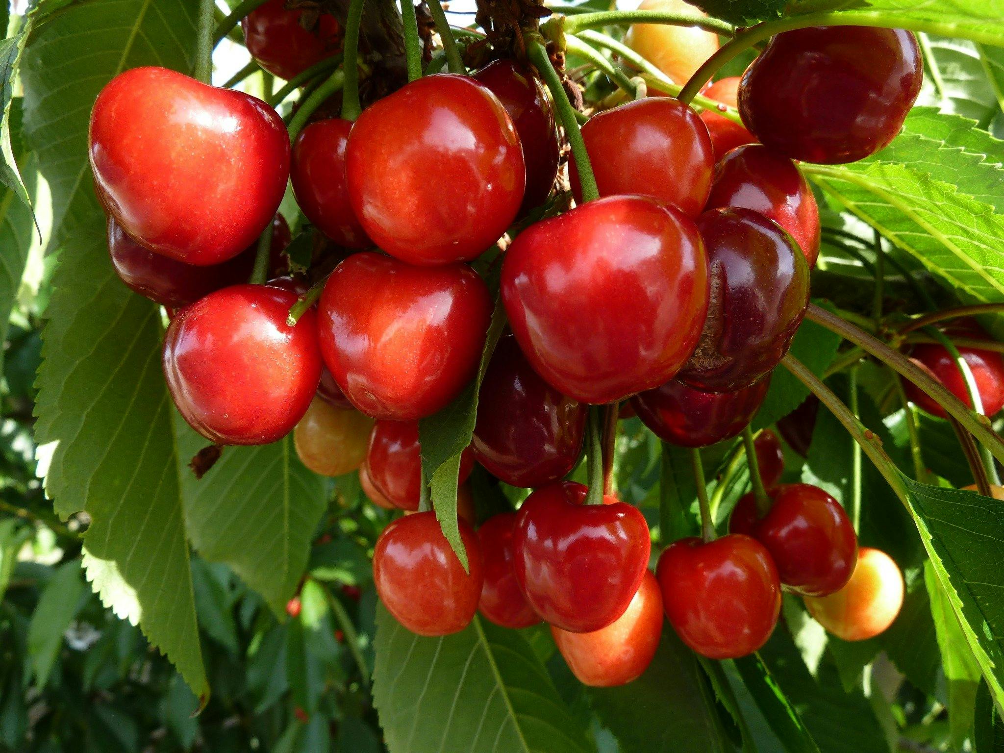 Cherries nearly ready for picking