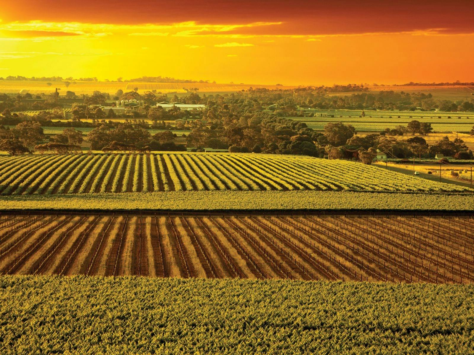Barossa Valley
