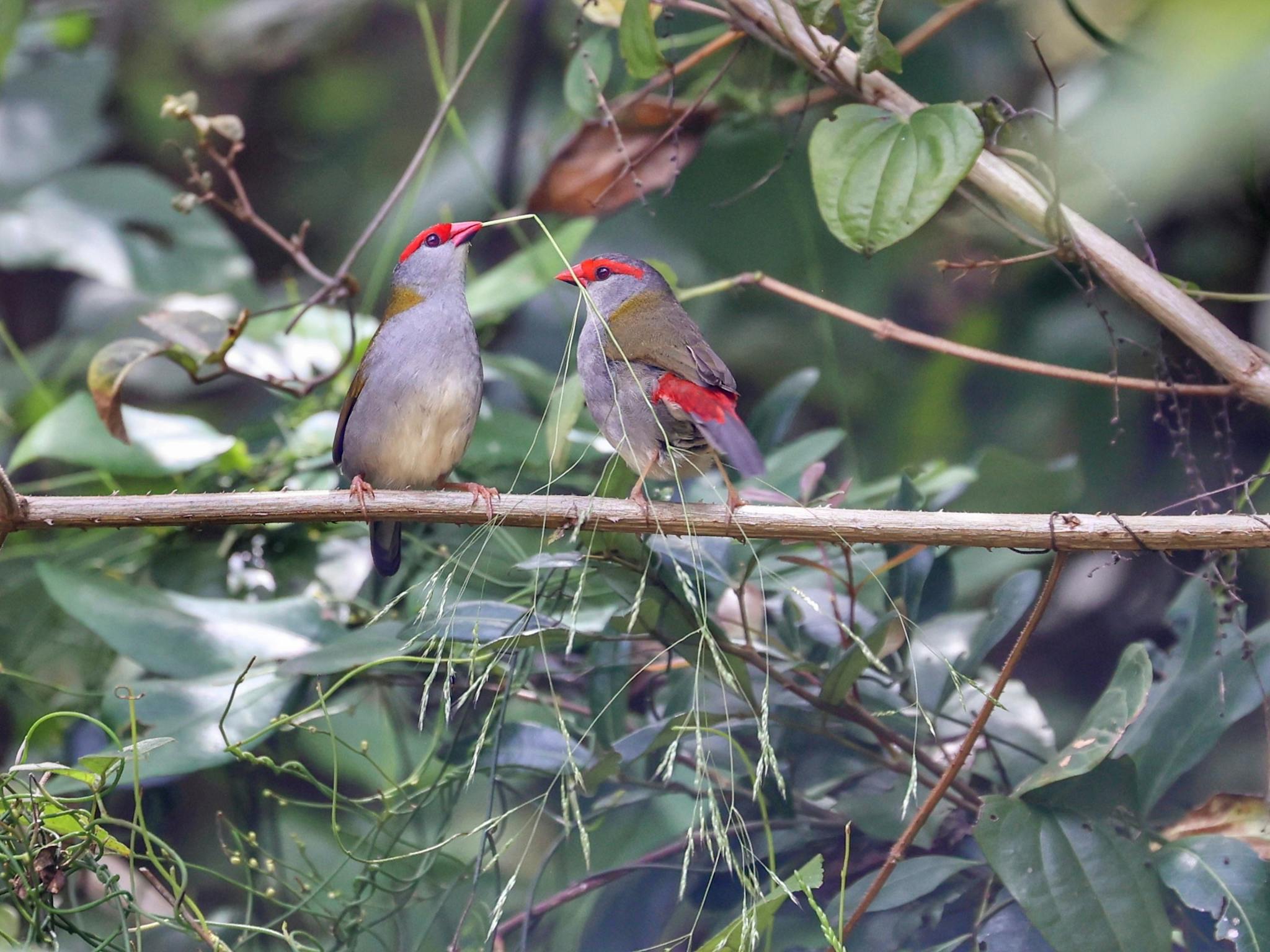 A photo of two Red Browed Finches