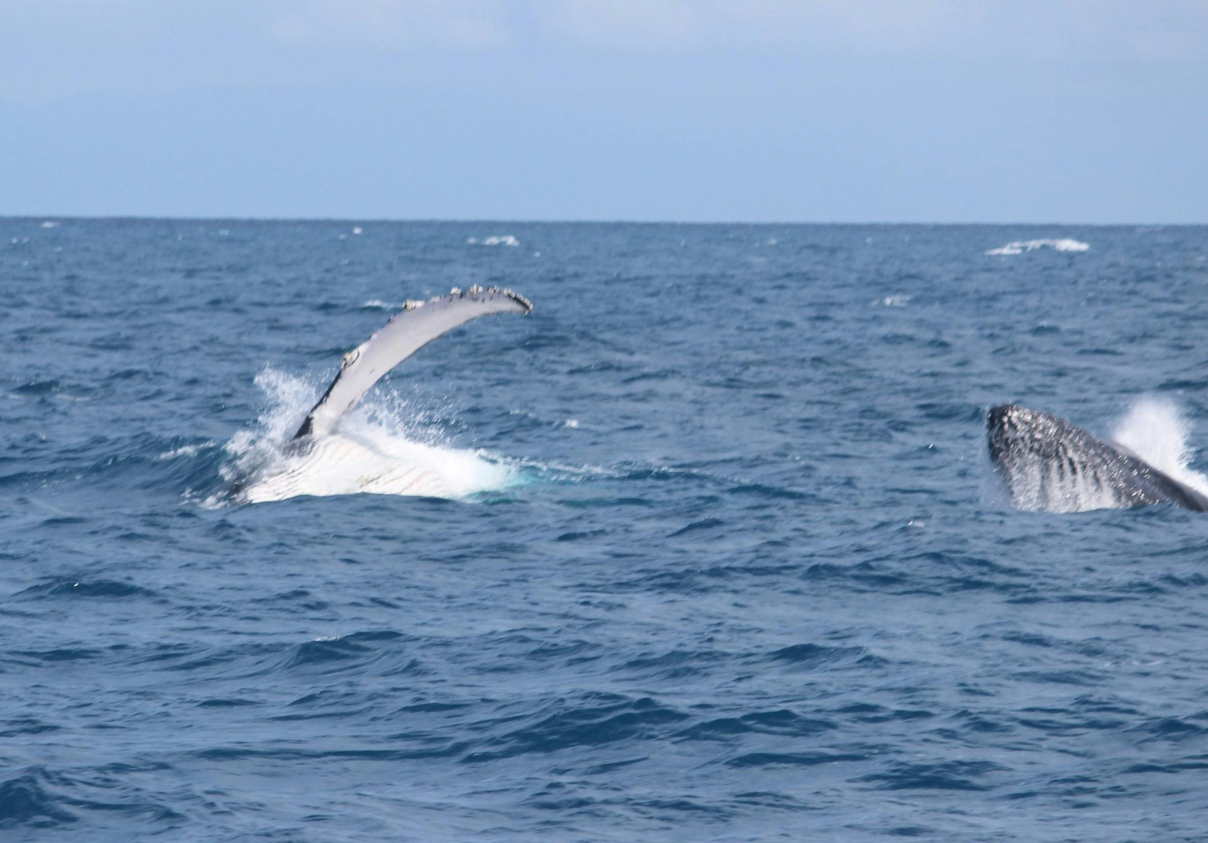 Humpback Whale Fin Waving