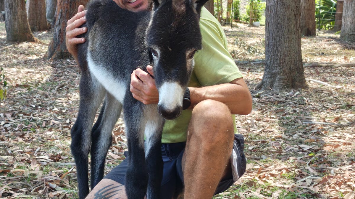Donkey company
