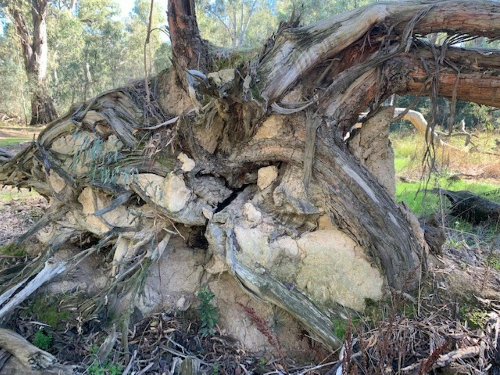 Root system of fallen tree, clay, dirt, dried leaves, branches, bark, sunshine, grass, trees