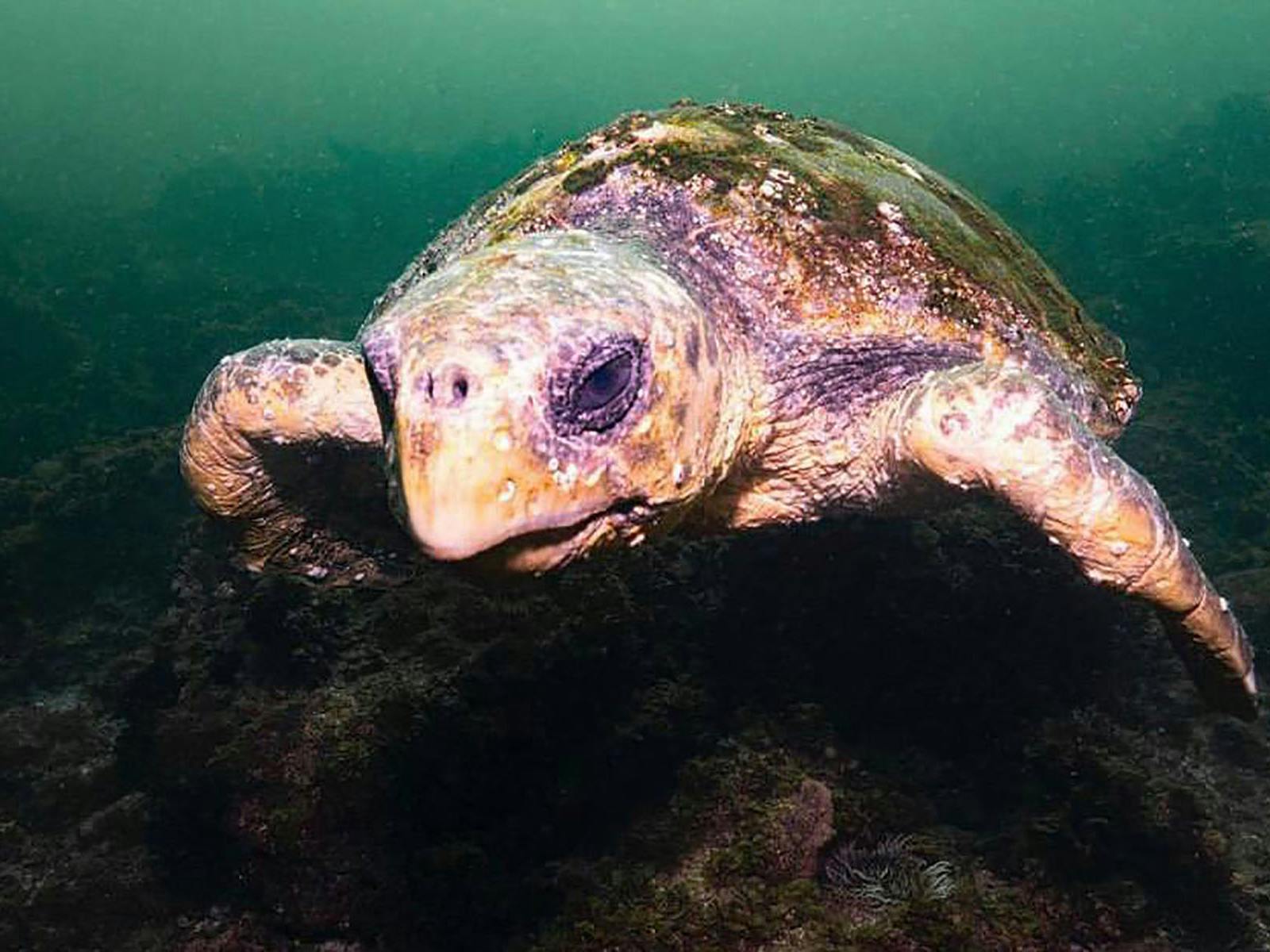 local resident Turtle