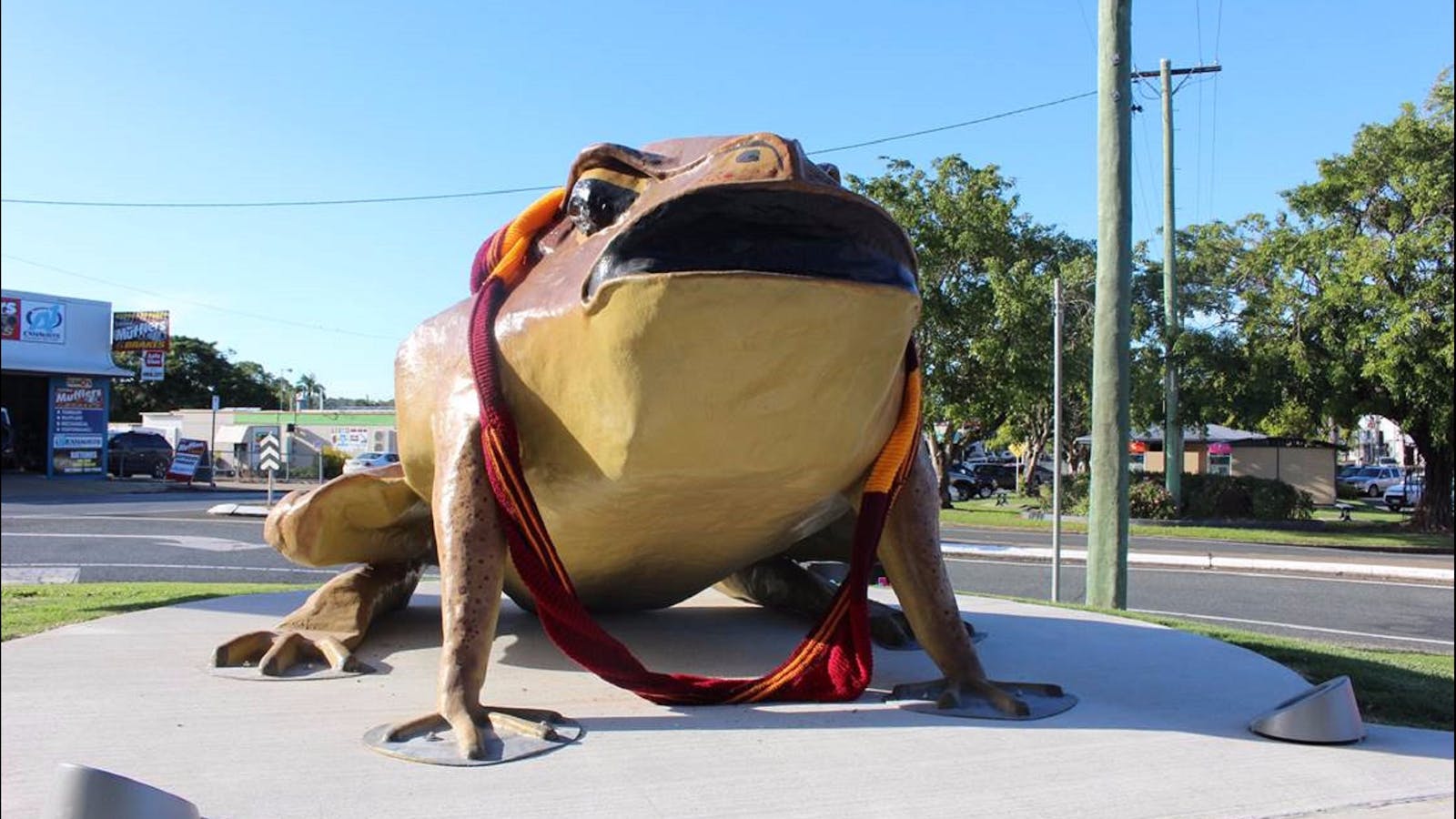 Big Cane Toad