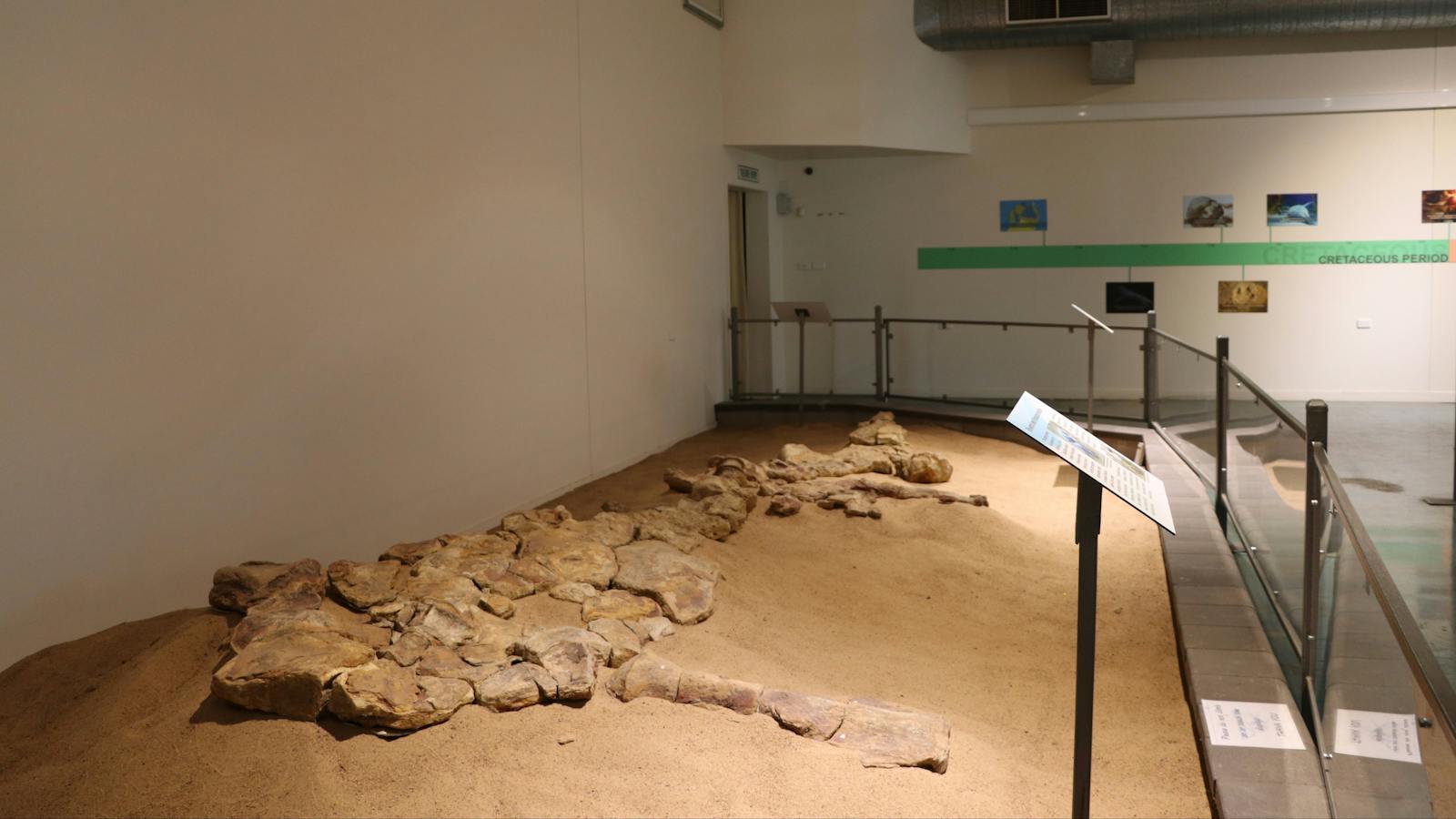 Fossil display at the Kronosaurus Korner
