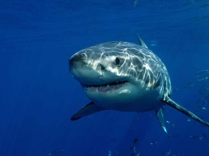Southern Ocean Wildlife Adventure
