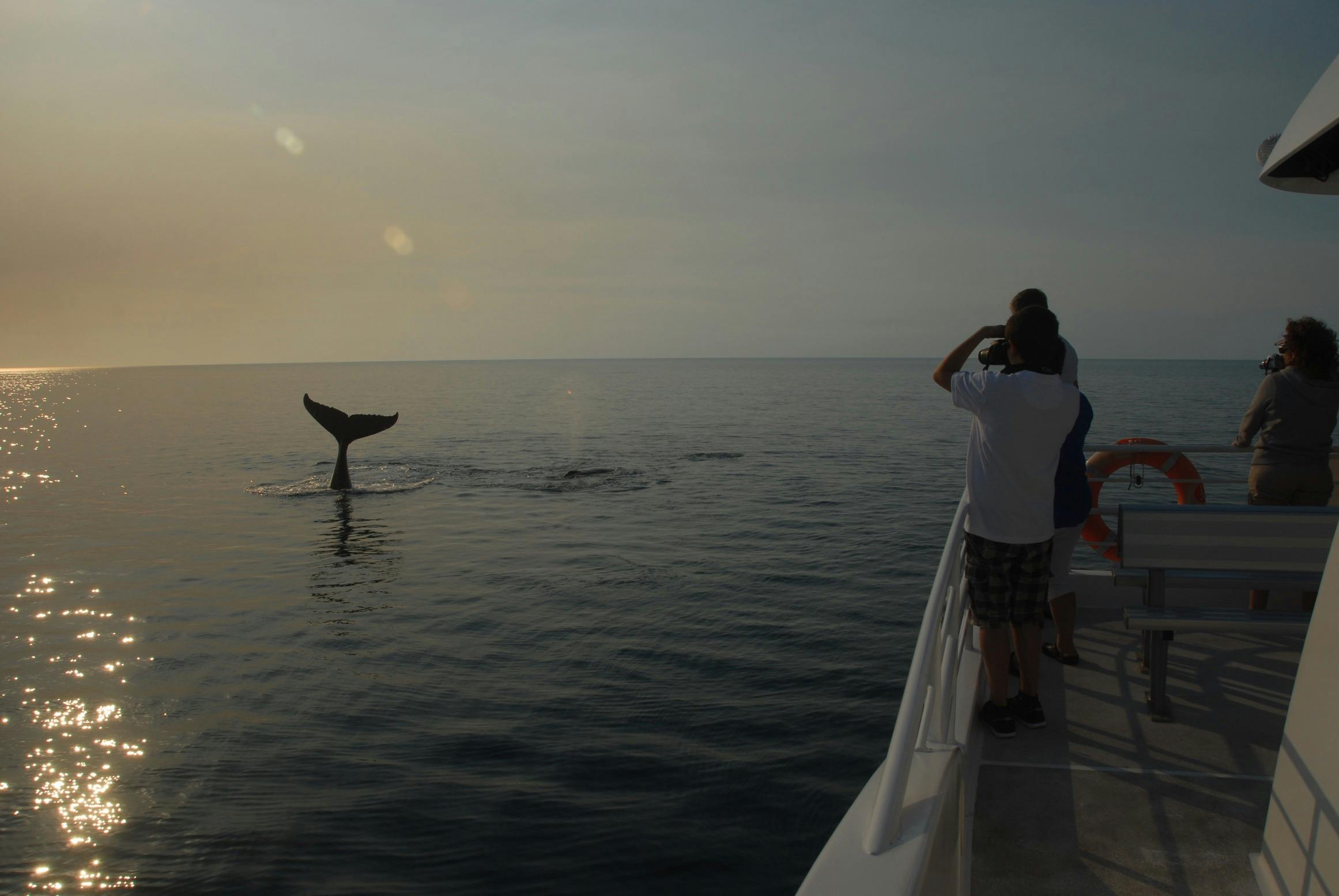 More tail slapping afternoon action on Whalesong Cruises with the beautiful sun setting