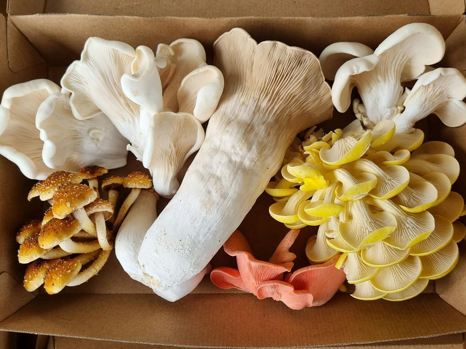Organic oyster mushrooms in open cardboard container