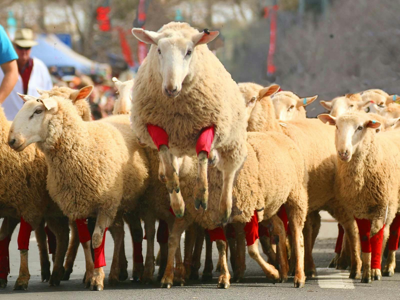 Merriwa-Festival der Vliese