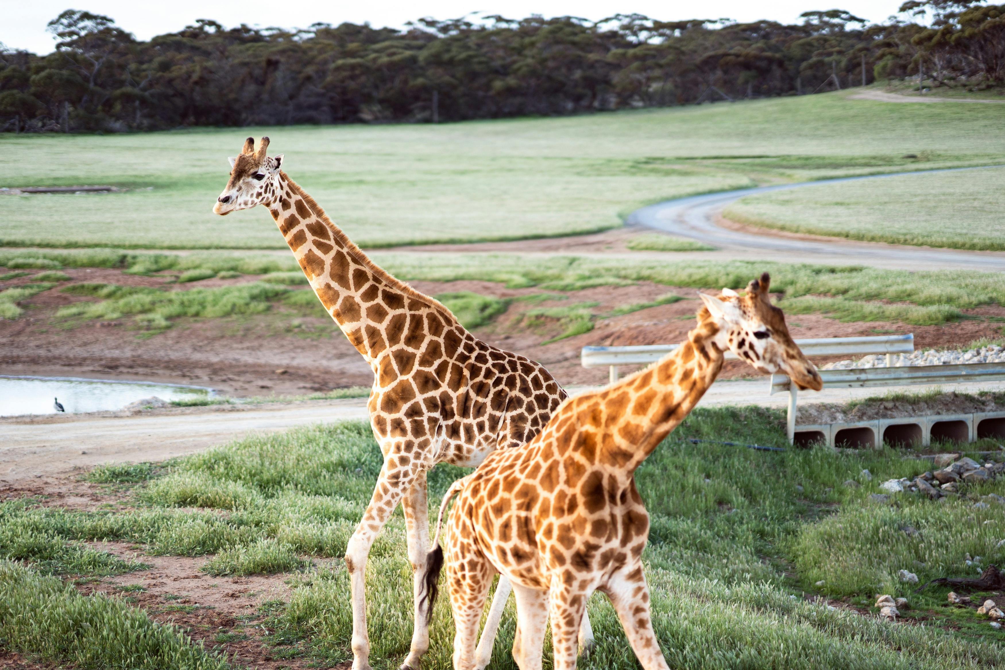 Giraffe