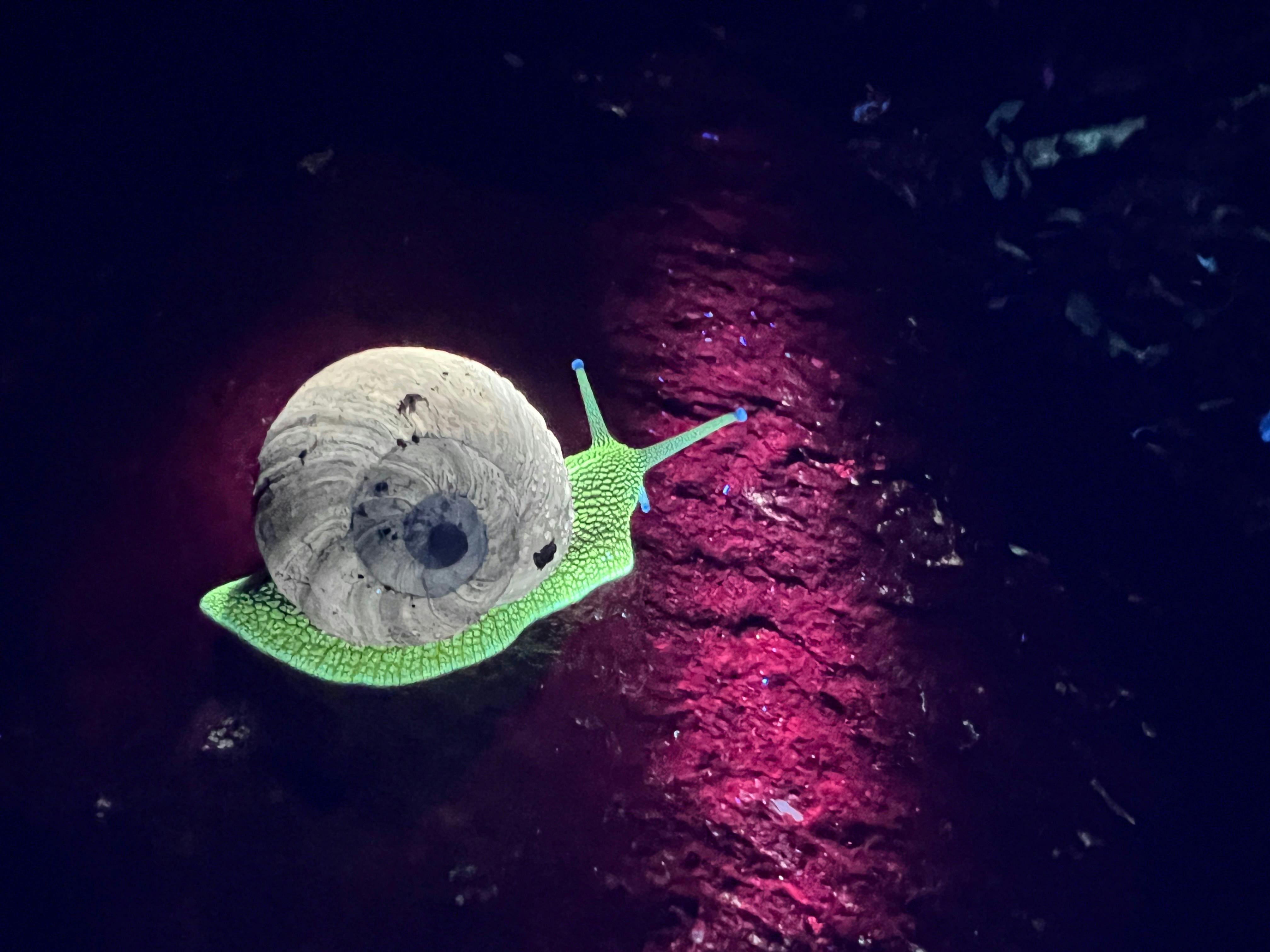 Green-glowing snail on a red background