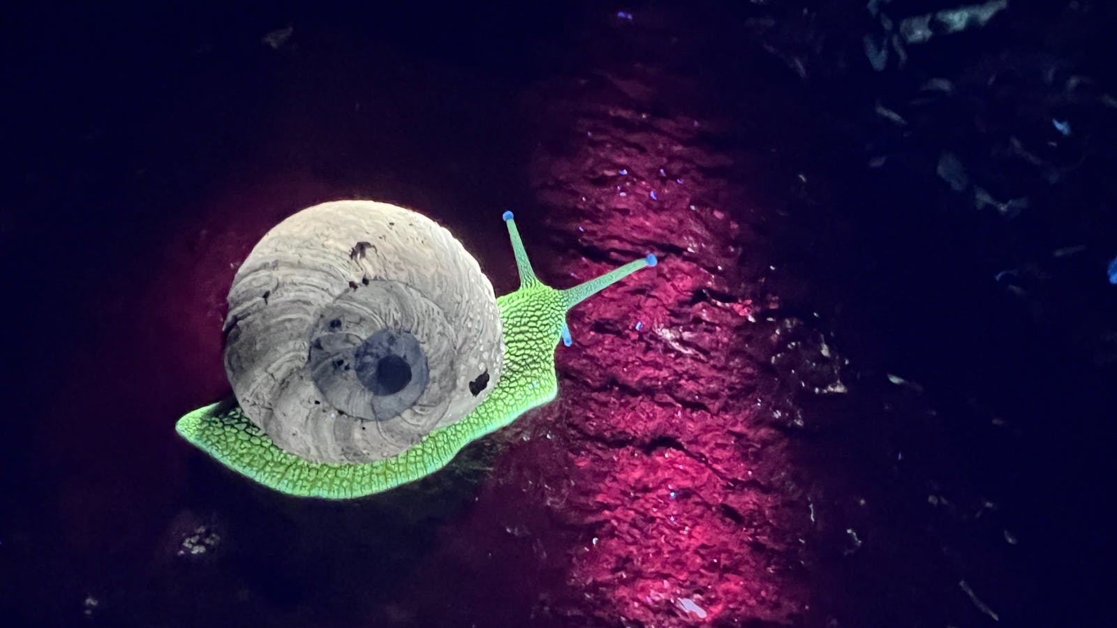 Biofluorescent garden snail on a rock