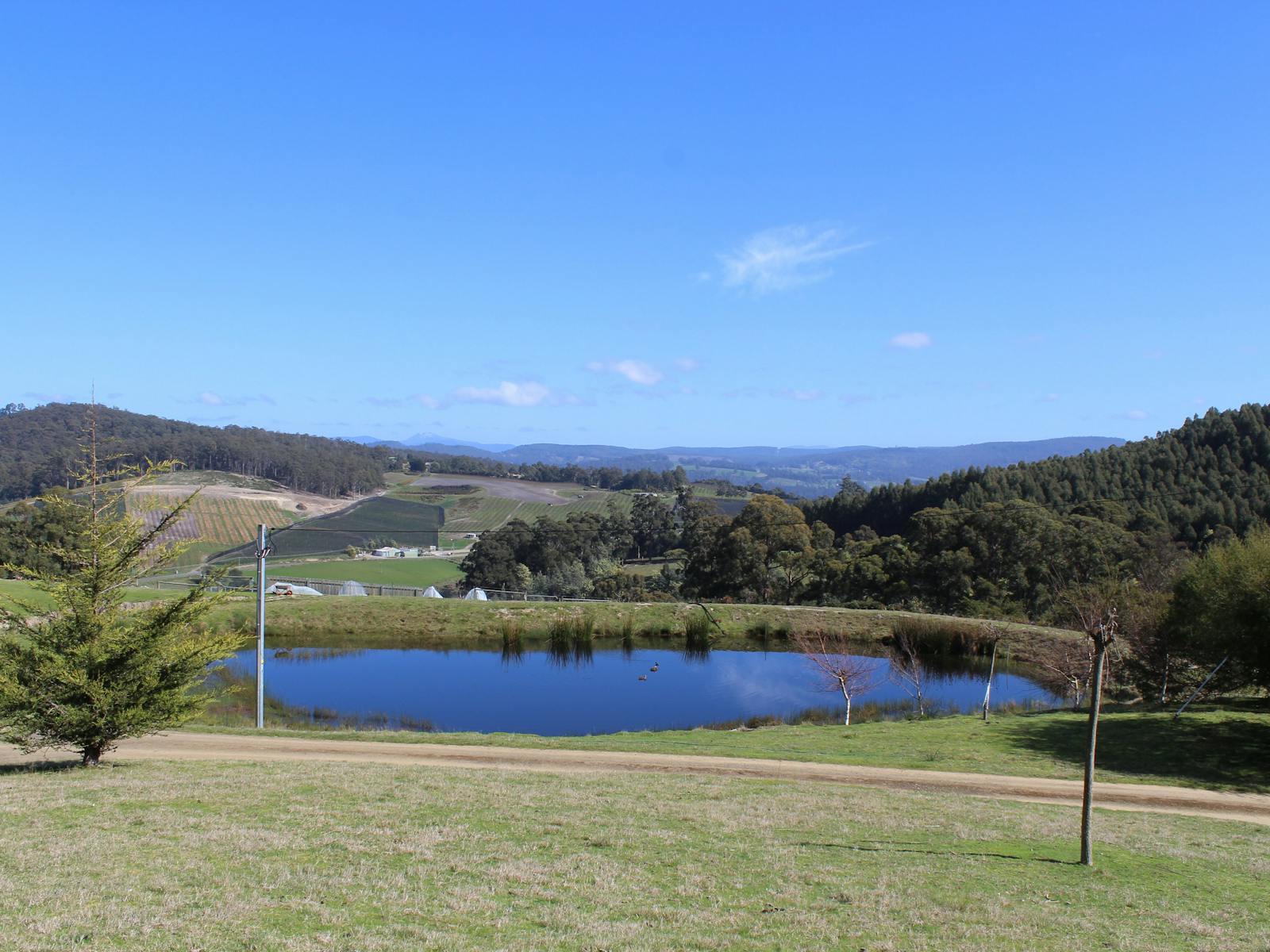 View of the Cherry Orchard on the hill opposite with the dam in the foreground