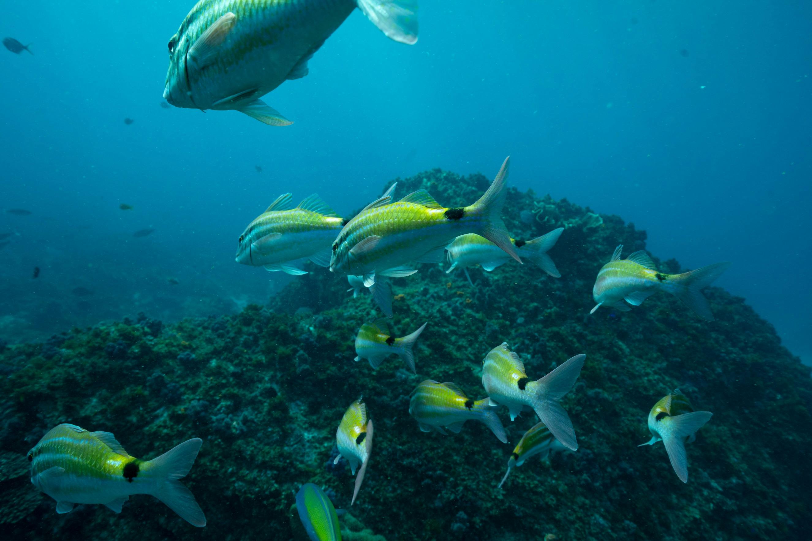 Fish Species