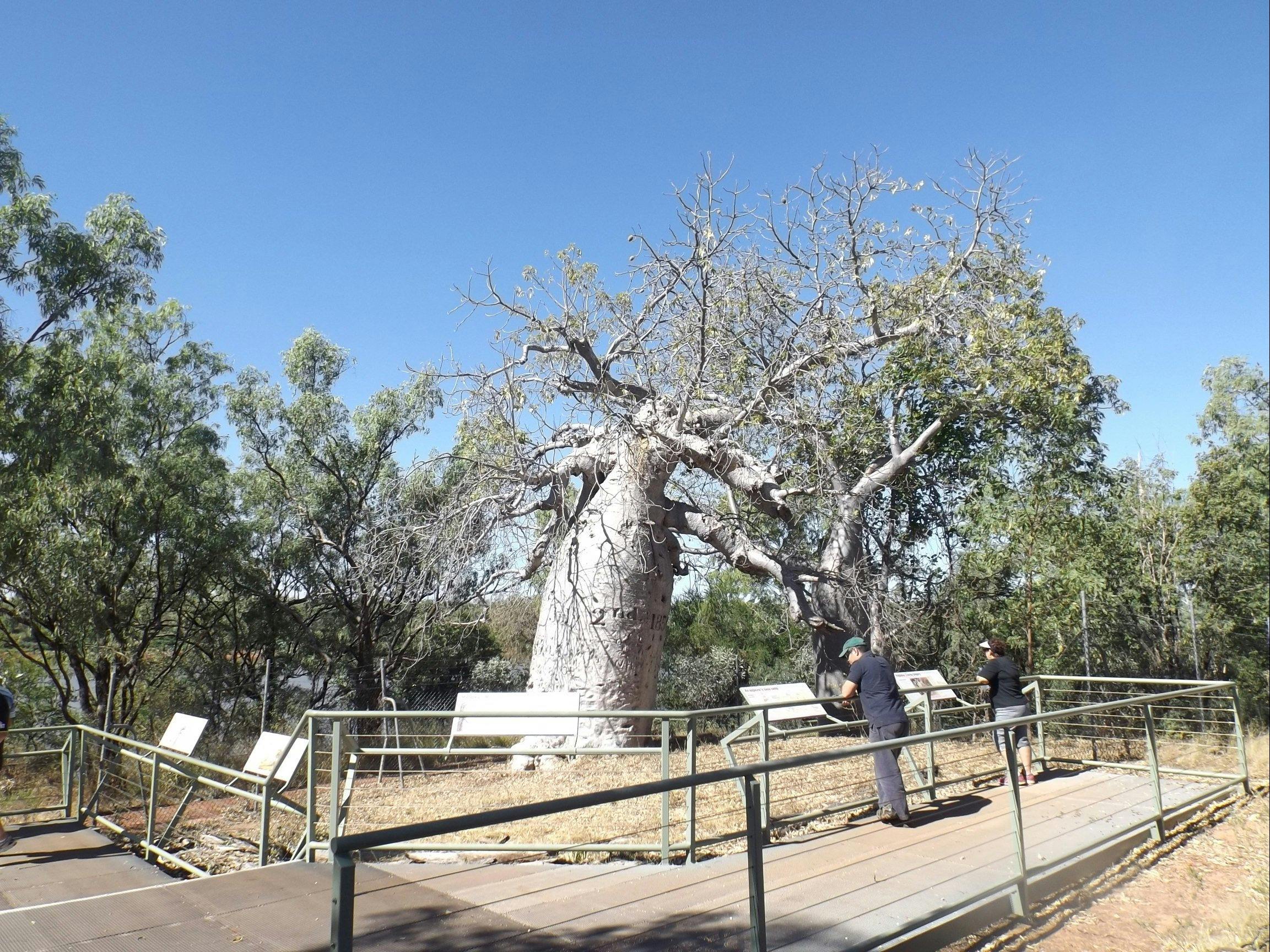 Gregory’s Tree, Timber Creek