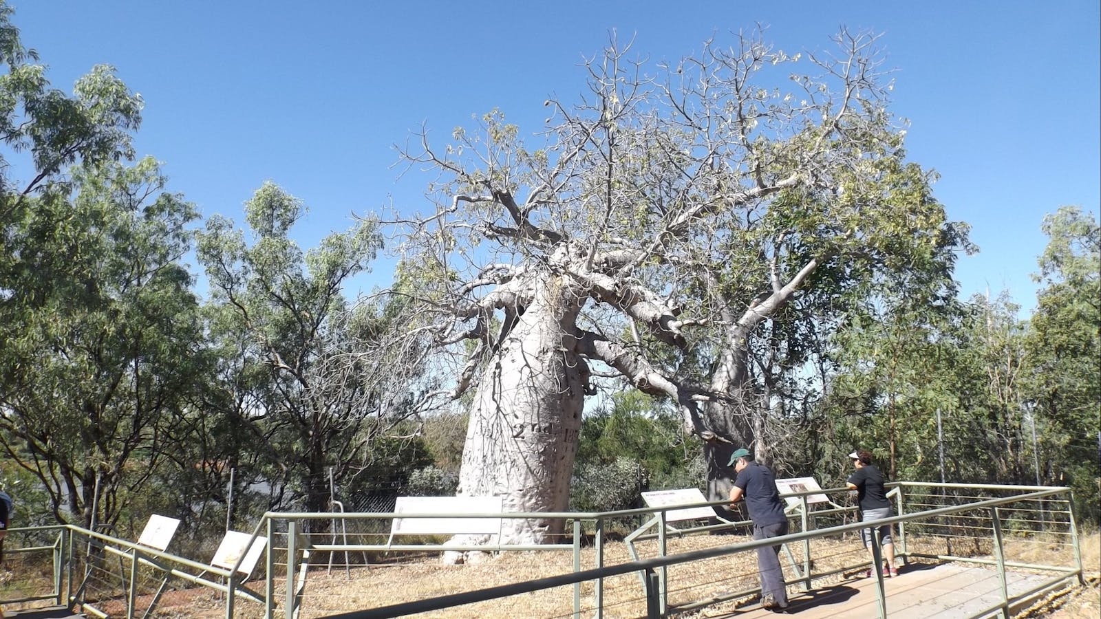 Gregory’s Tree, Timber Creek