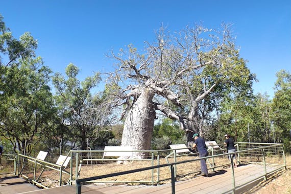 Gregory’s Tree, Timber Creek