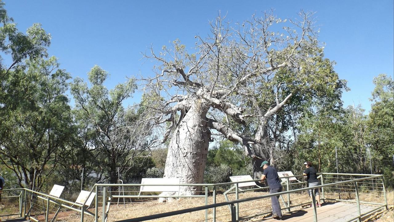 Gregory's Tree, June 2017
