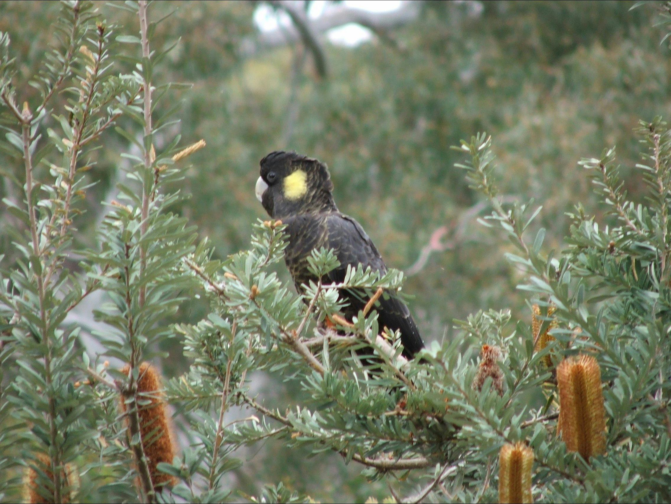 black cockatoos at dusk