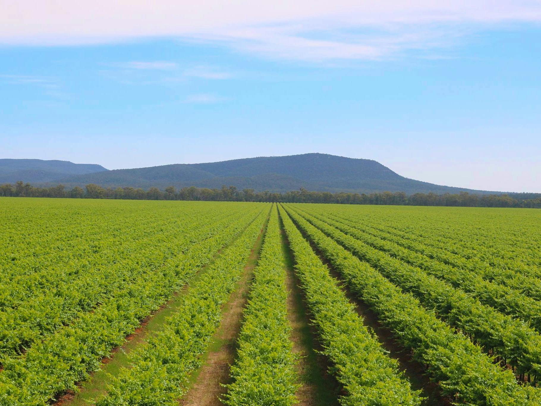 Vast field of vibrant green vineyard in neat rows, leading towards a distant mountain