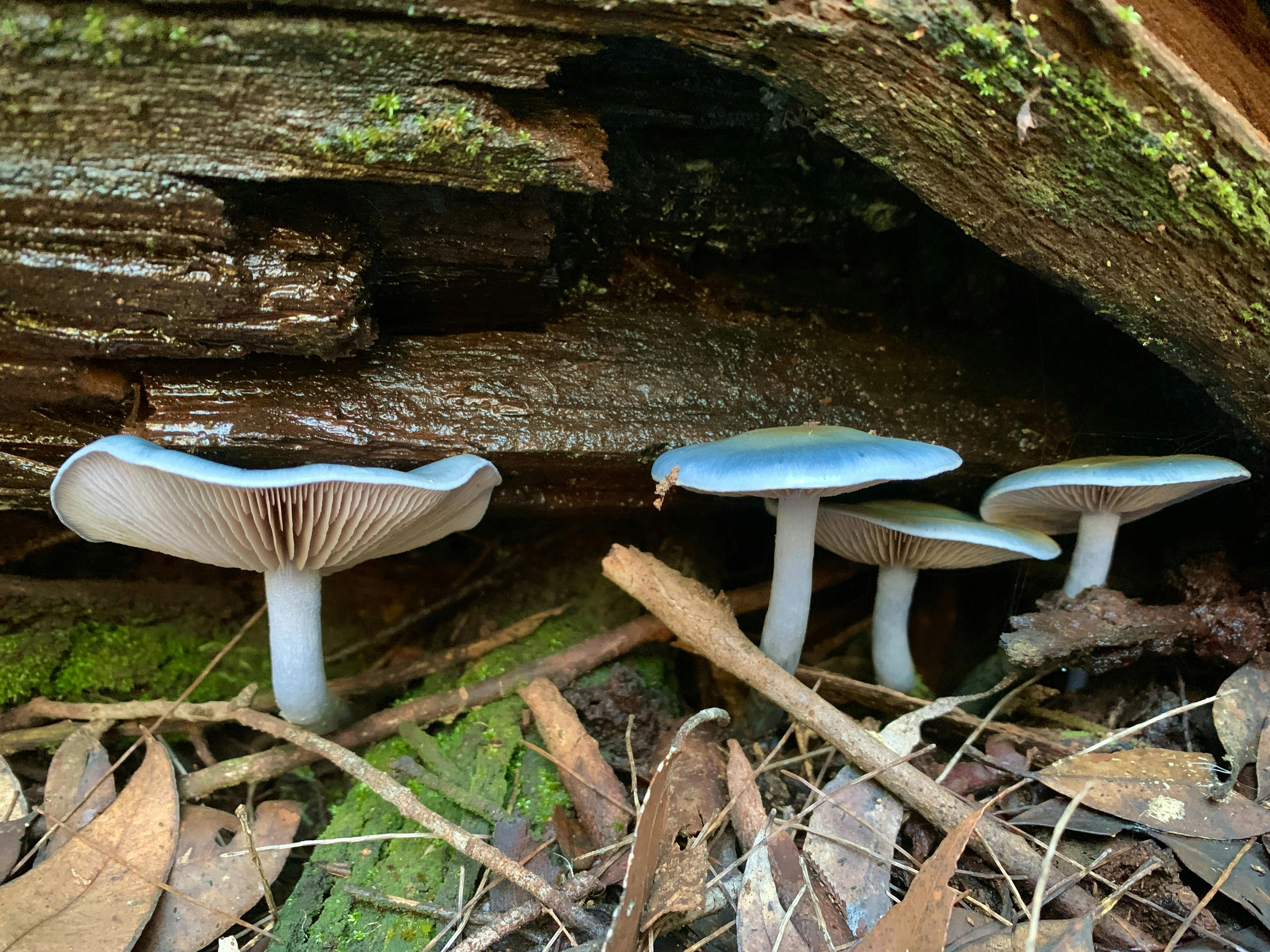 Close up photo of four large mushrooms on the forest floor