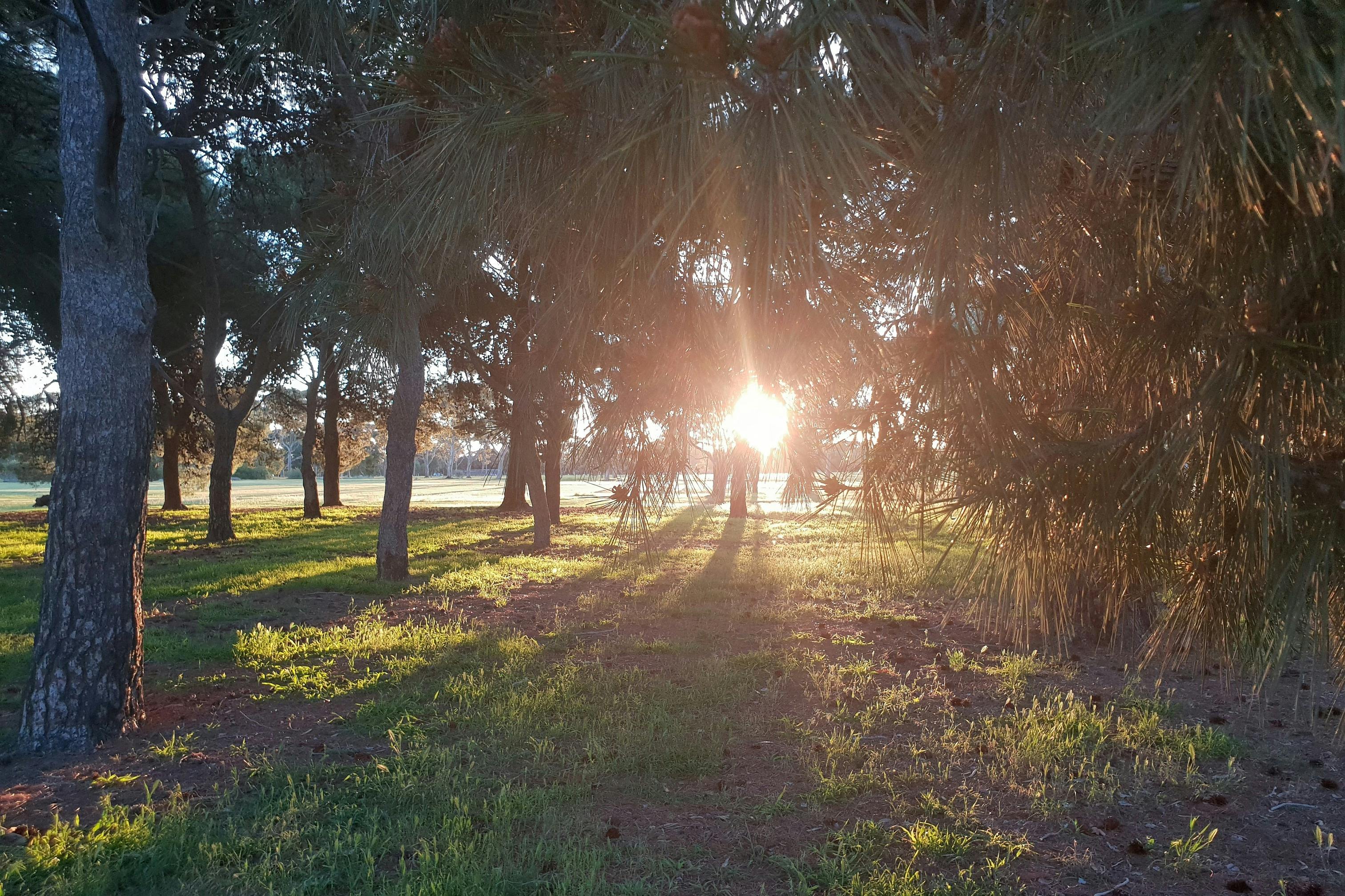 Sunset through trees