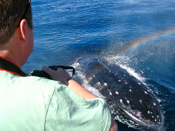 whale watch island charters narooma