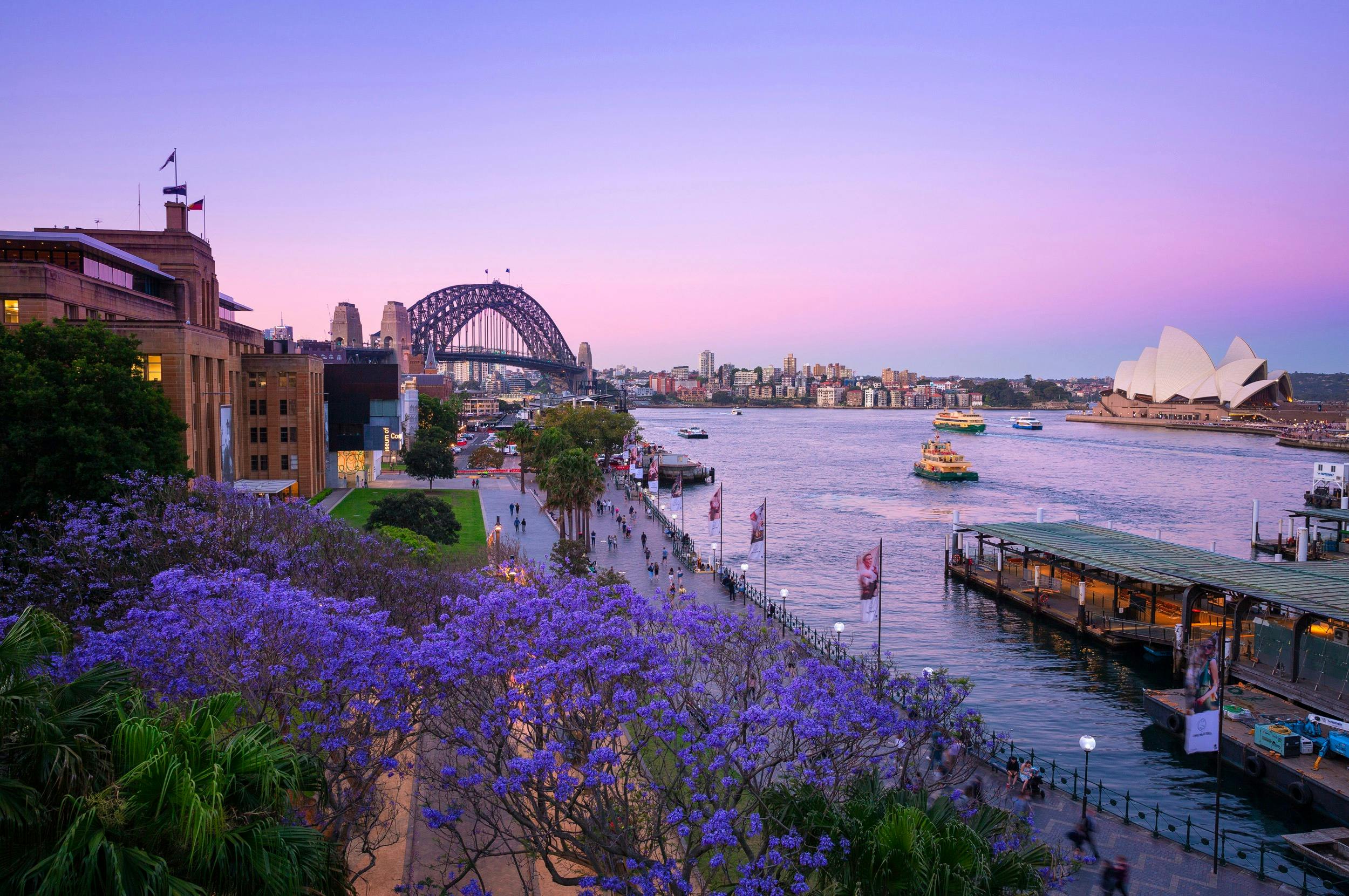Jacaranda trees blooming in First Fleet Park, The Rocks