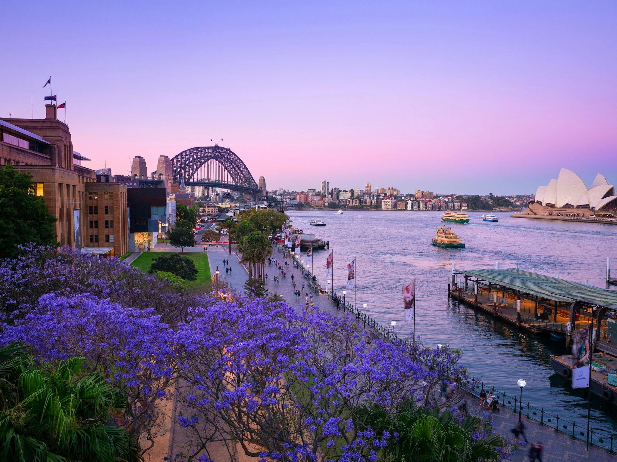 Jacaranda trees blooming in First Fleet Park, The Rocks