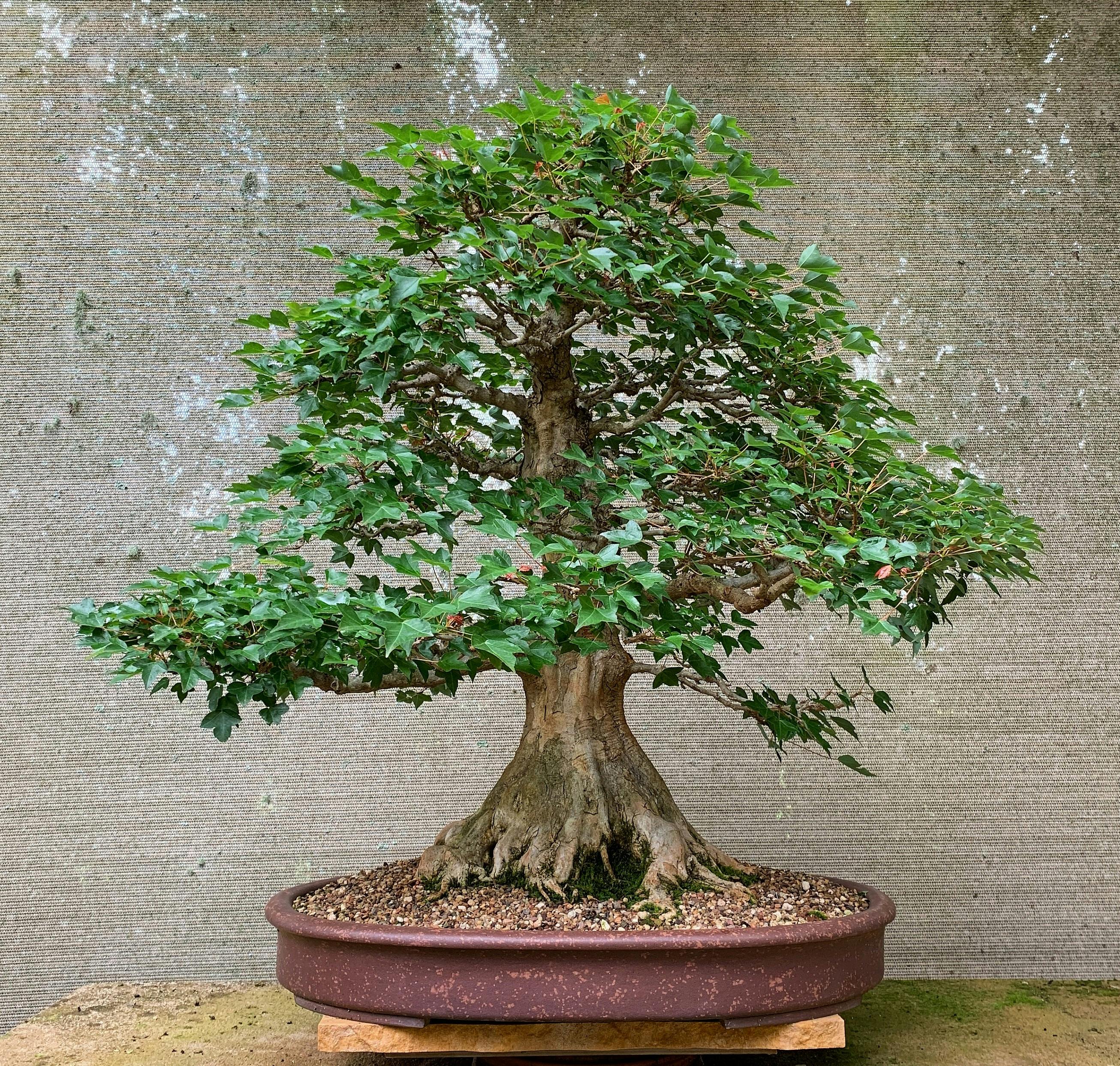 Japanese Trident Maple bonsai