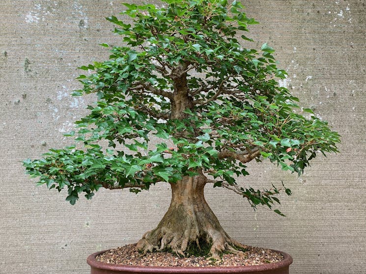 Japanese Trident Maple bonsai