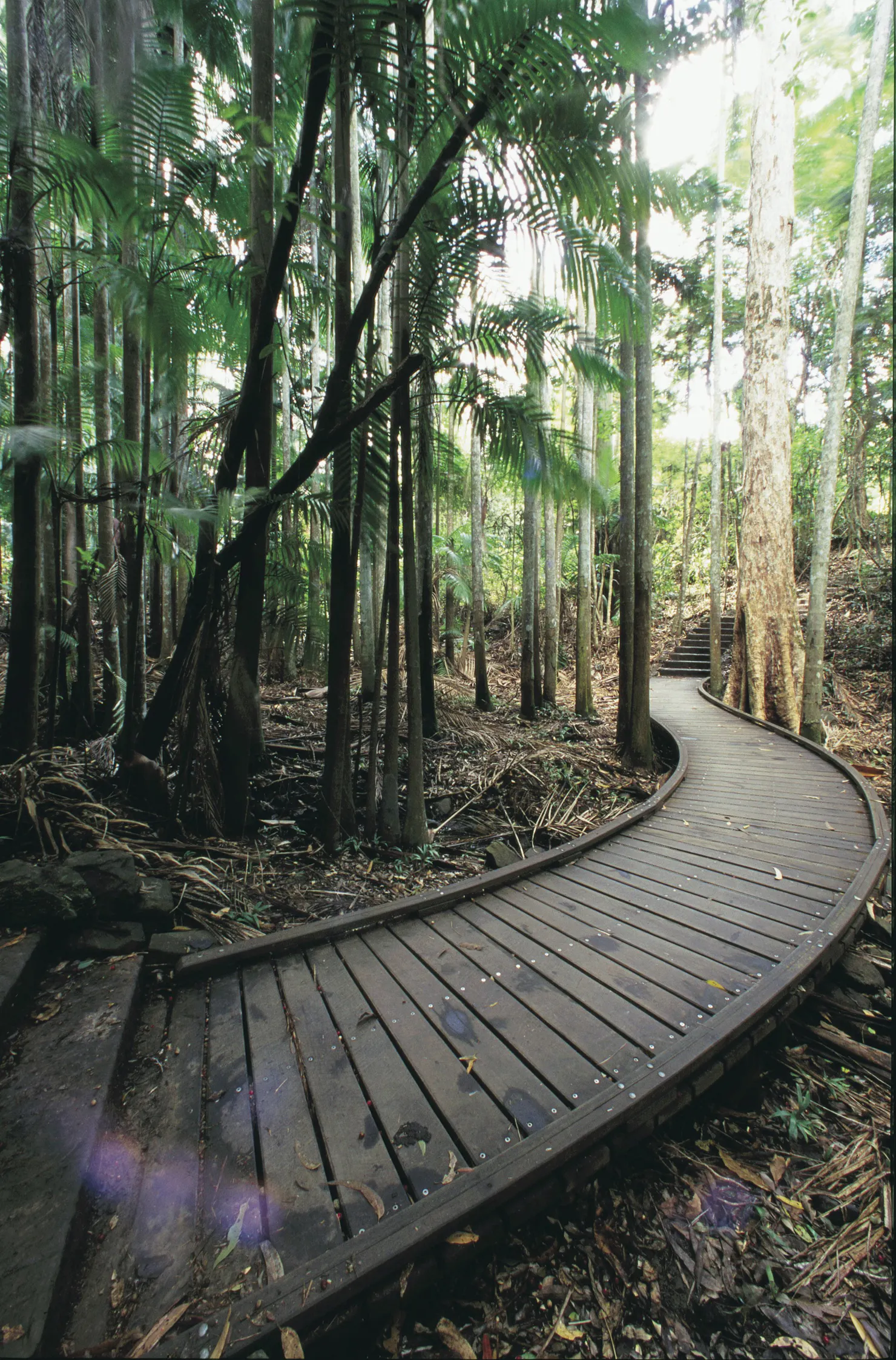 Elevated boardwalk through stand of picabeen palms.