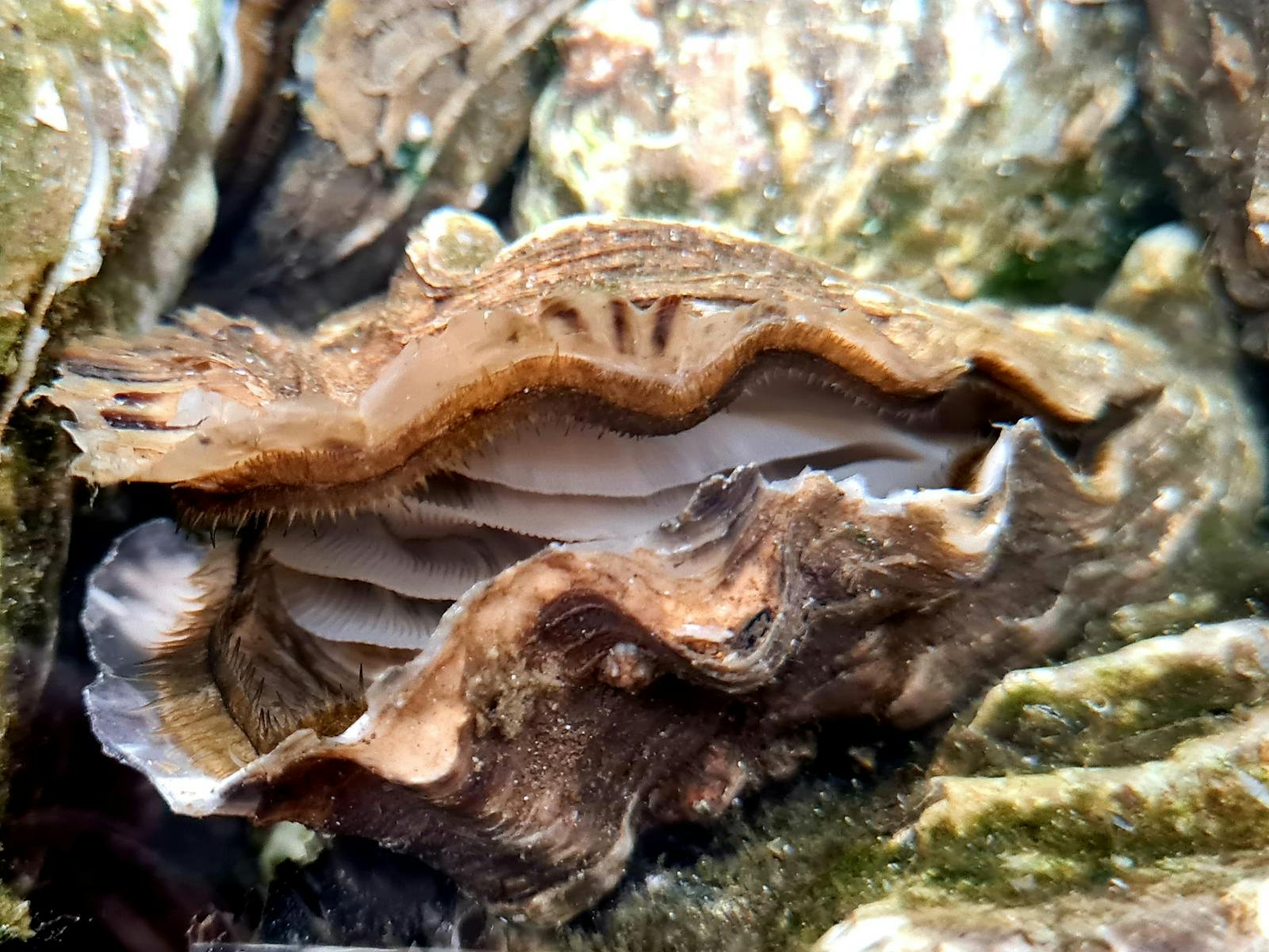 Oyster feeding
