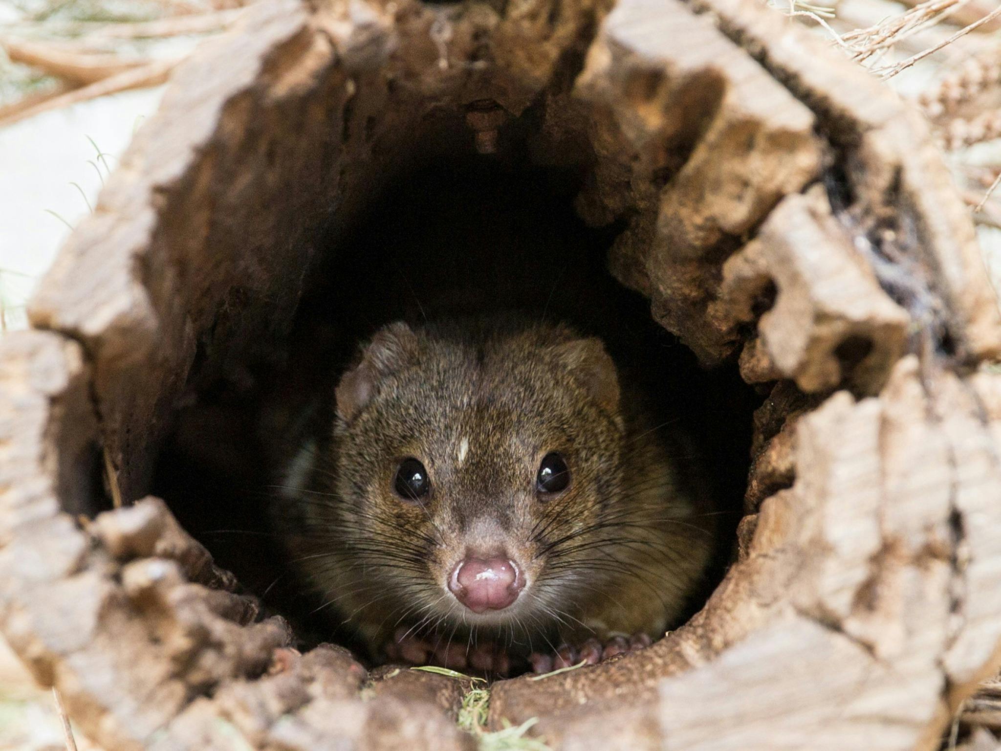 A quoll peers out of a log