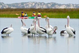 Mundoo Island Station and Coorong Tours