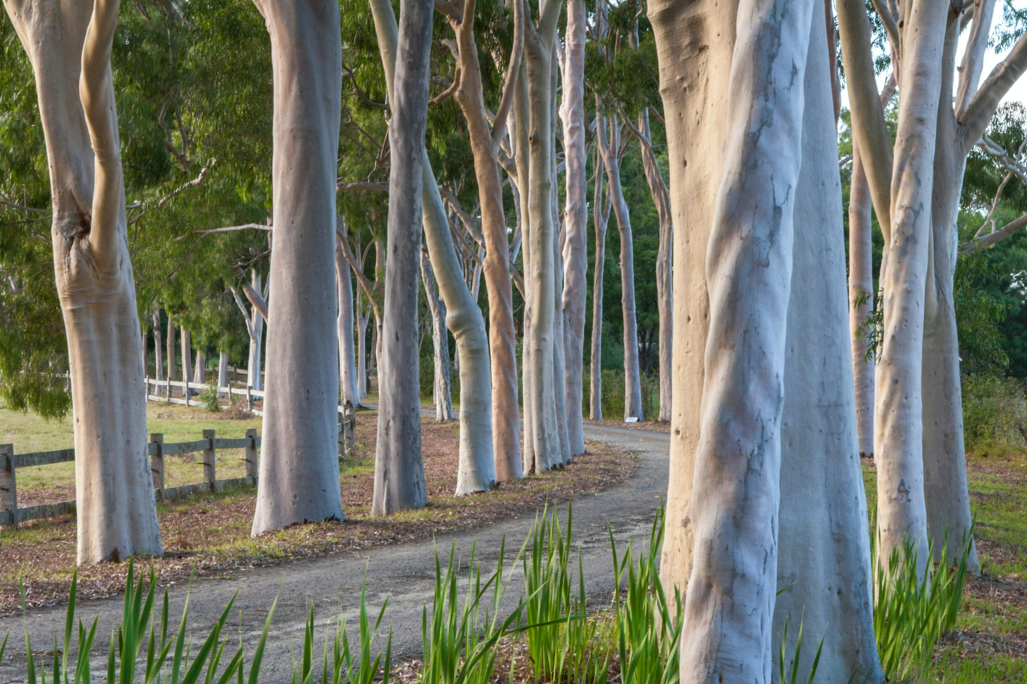 Lemon Scented Gums