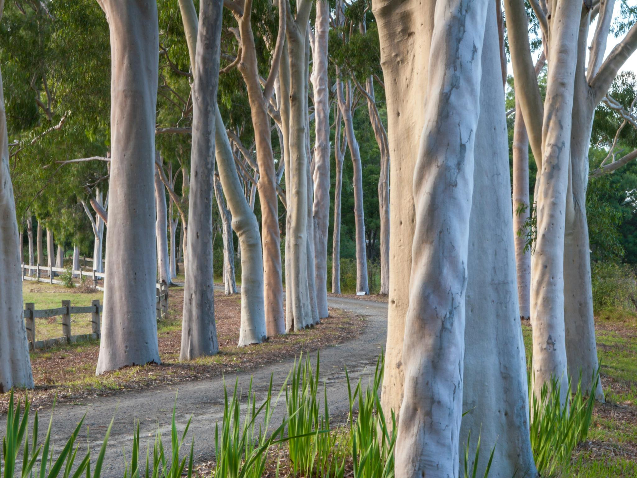 Lemon Scented Gums