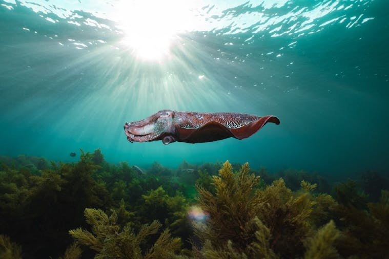 Snorkel with Giant Cuttlefish