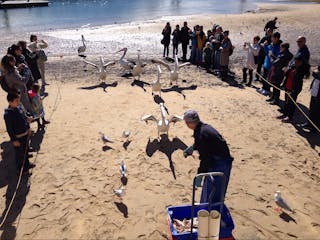 Phillip Island Driver and Tours