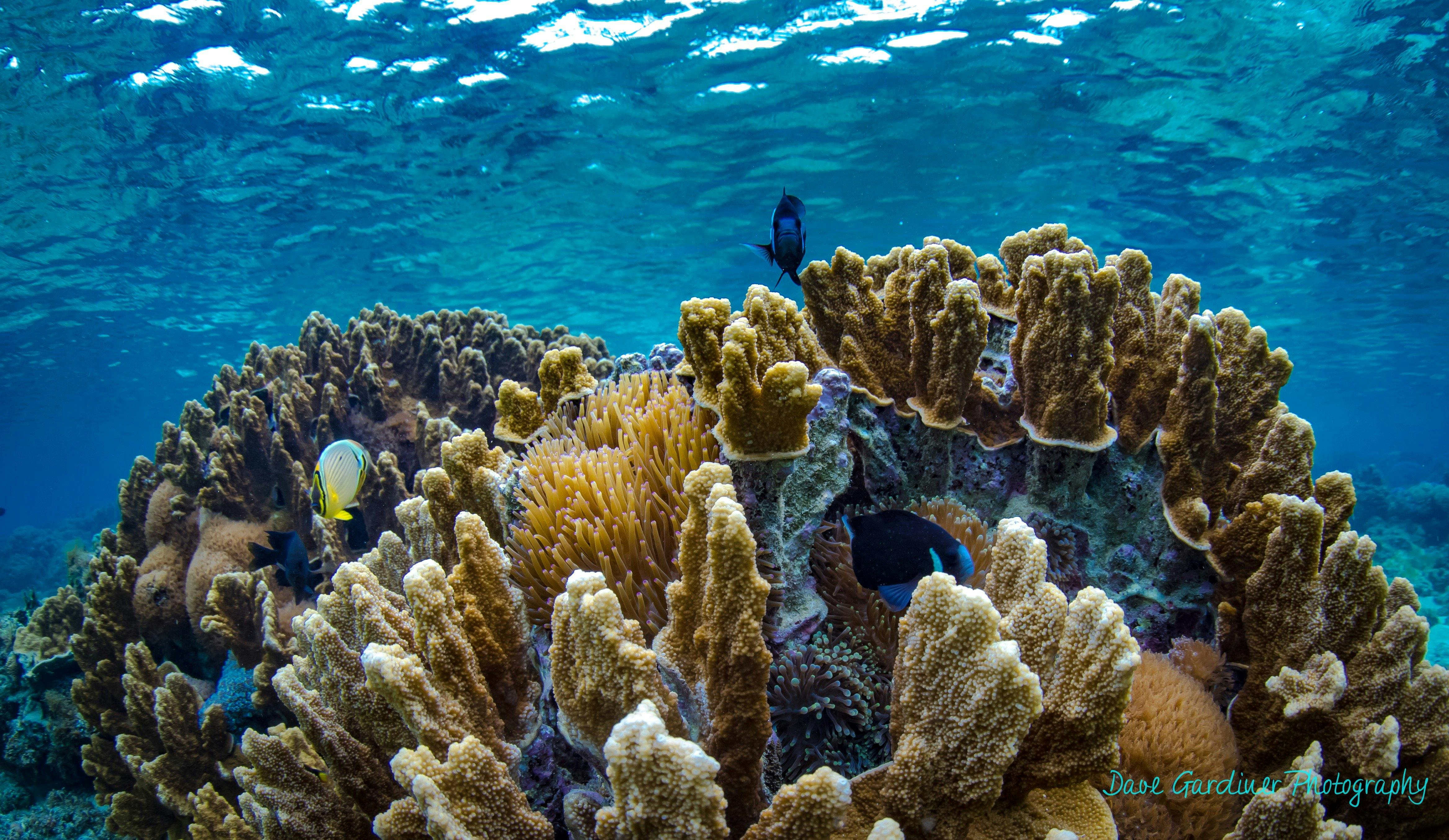 Crystal Clear Snorkelling Onboard Maddy G