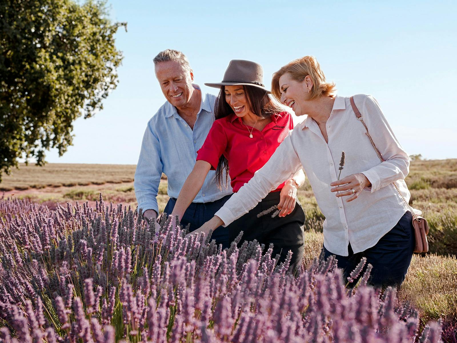 Bridestowe Lavender Estate