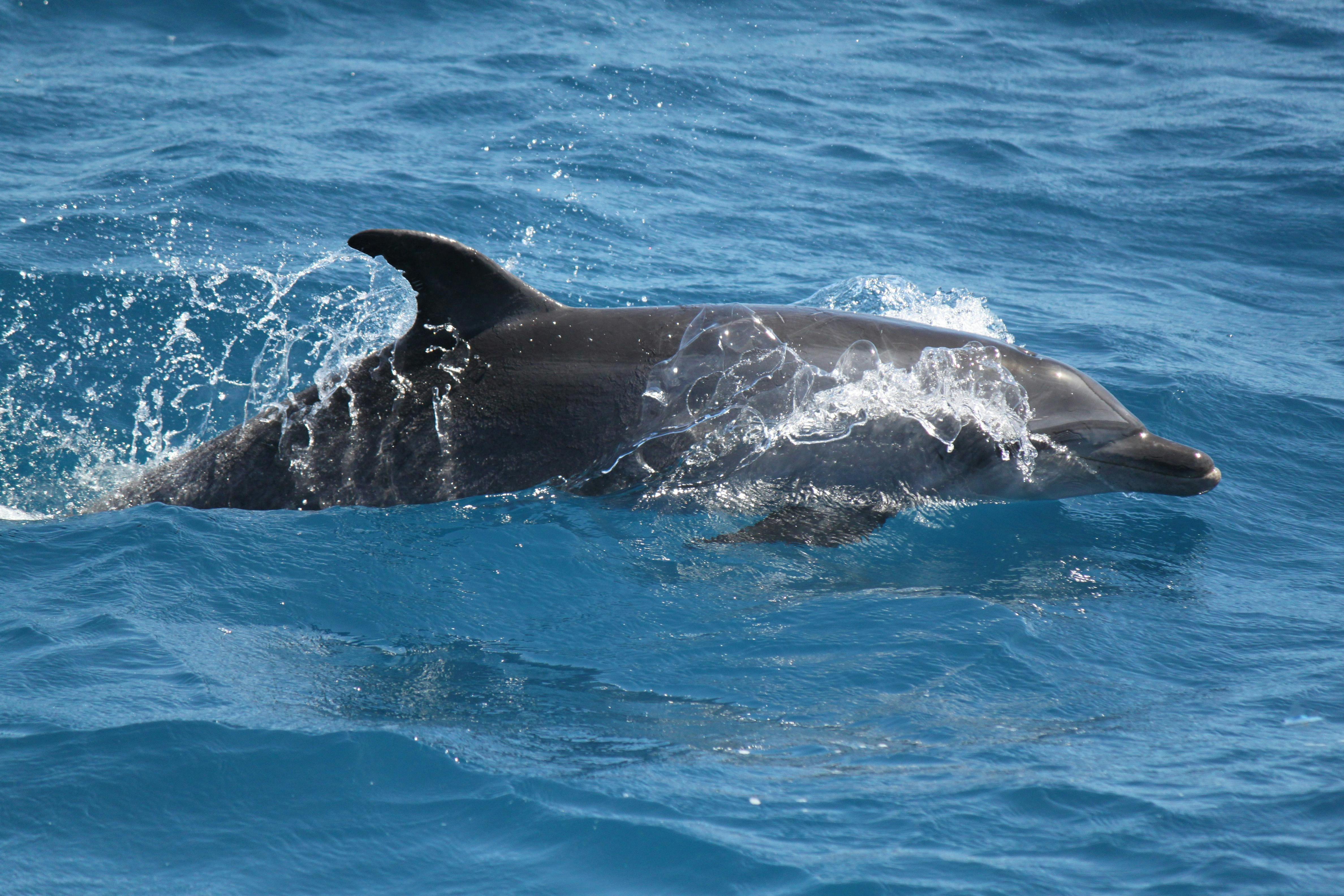 Dolphins love our boat and often escort us plus turtles, dugong and other marine and birdlifeg