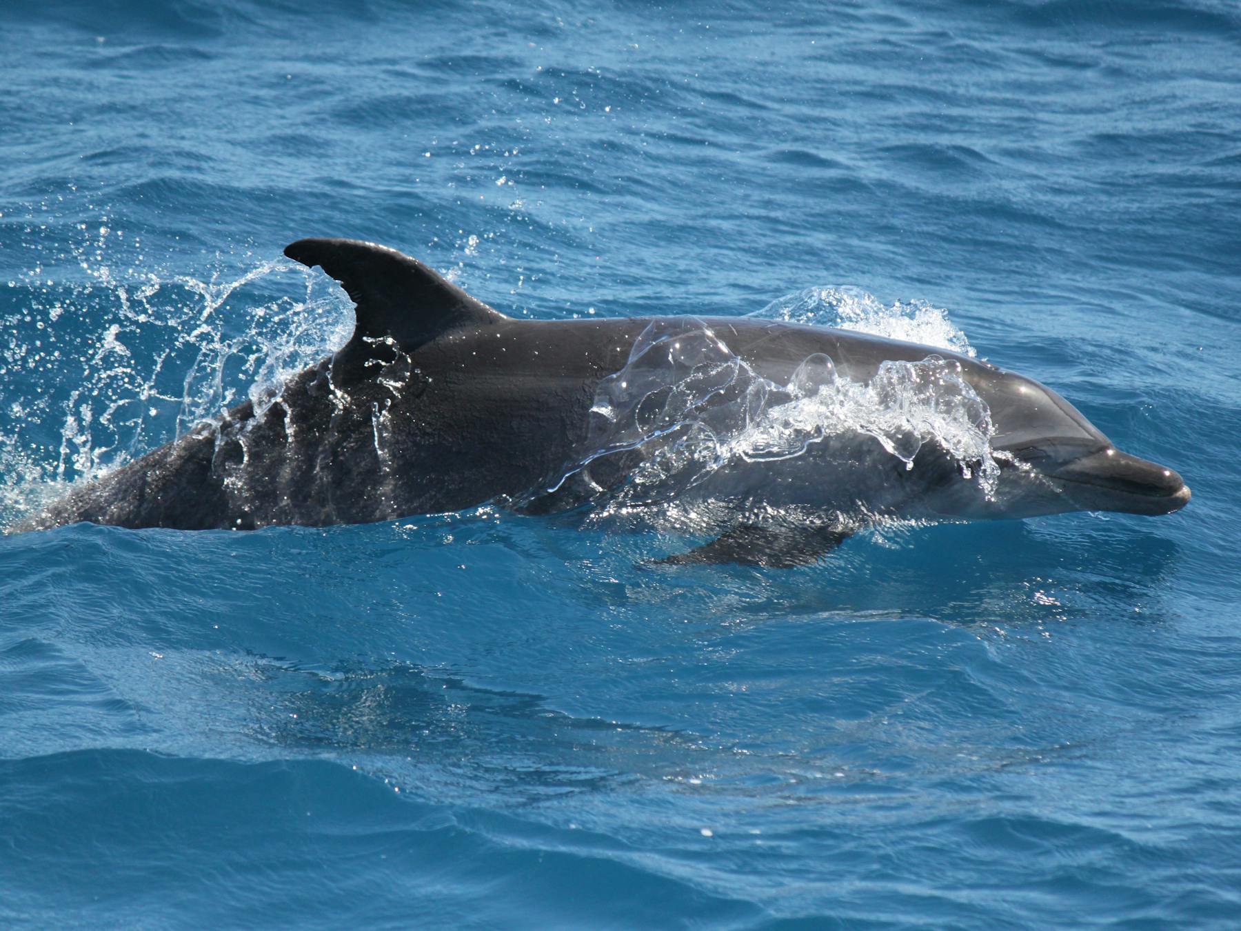 Dolphins love our boat and often escort us plus turtles, dugong and other marine and birdlifeg