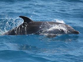 Dolphins love our boat and often escort us plus turtles, dugong and other marine and birdlifeg